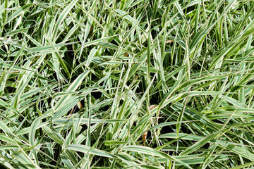 Close-up green grass texture. Grass field .Sharp leaves.