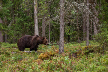Large carnivore Brown bear, Ursus arctos wandering around and looking for food in a summery Finnish taiga forest, Northern Europe. 