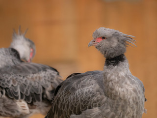 Oiseau