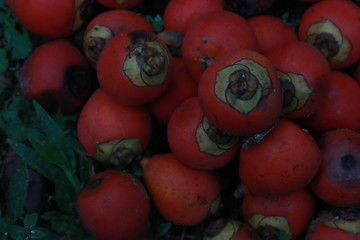 A heap of Fresh ripe palm's fruit on the ground