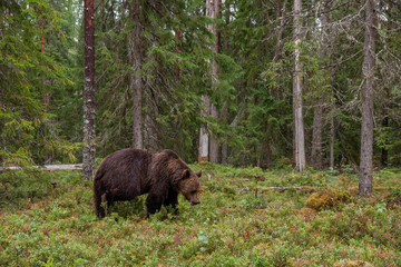 Large carnivore Brown bear, Ursus arctos wandering around and looking for food in a summery Finnish taiga forest, Northern Europe. 