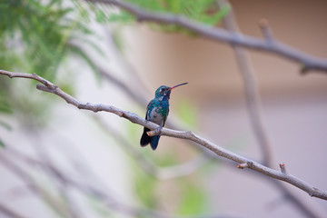 Hummingbird is a luminous avian jewel in Arizona