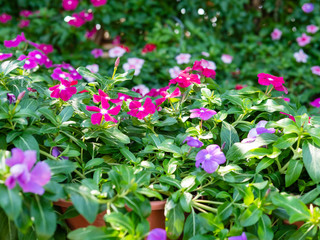 Beautiful pink purple Periwinkle flower in garden.
