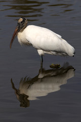 Florida Wood Stork and rippling reflection