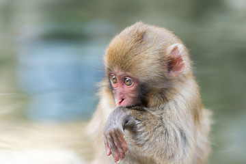 Naklejka premium 温泉に浸かるニホンザル 秋の地獄谷の猿