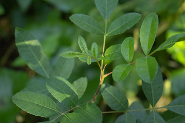 close up of green leaves