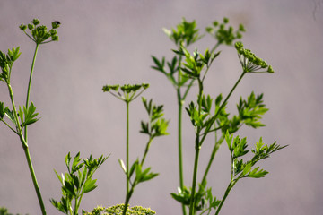 Naklejka premium Plantas