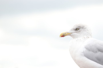 seitliche Aufnahme einer Möwe mit weißen Wolken als Hintergrund