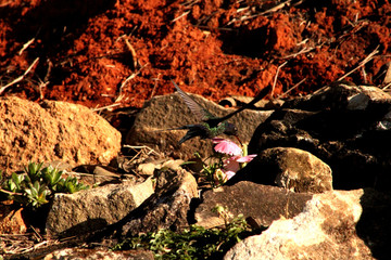 beija flor na flor de cravina