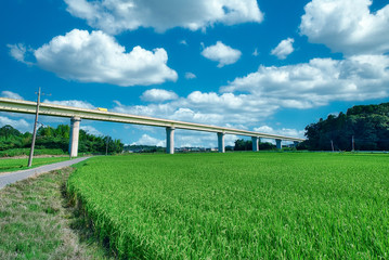 Fototapeta premium 田園