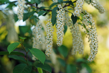 Obraz premium Branches of flowering cherry trees. White cherry in bloom.