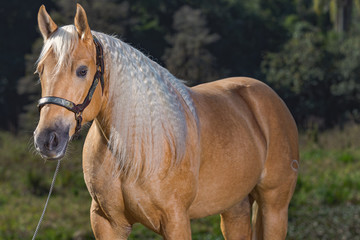 Fototapeta premium Potro Quarto de Milha