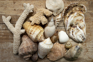 Summer background. Seashells and corals on a woody background. 
There are many shells of different...