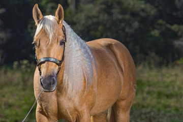 Fototapeta premium Potro Quarto de Milha