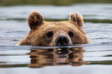 Fototapeta premium Large carnivore Brown bear, Ursus arctos swimming in a summery bog lake in Northern Finland near Kuhmo. 