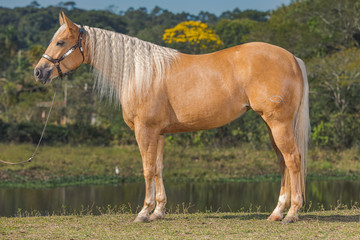 Fototapeta premium Potro Quarto de Milha