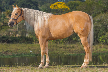 Potro Quarto de Milha