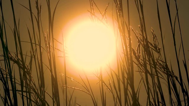 Big Bluestem Prairie Grasses Wirh Sun