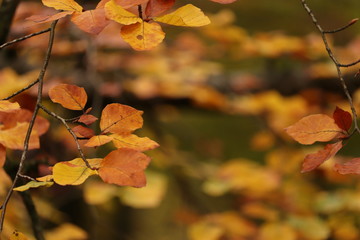 braun orange farbenes herbstliche Blätter