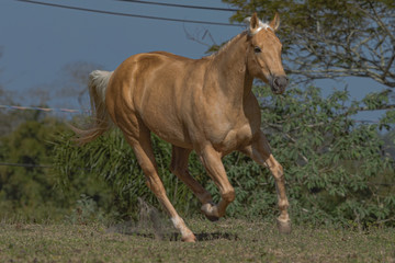 Obraz premium Potro Quarto de Milha