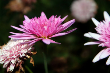 Flor