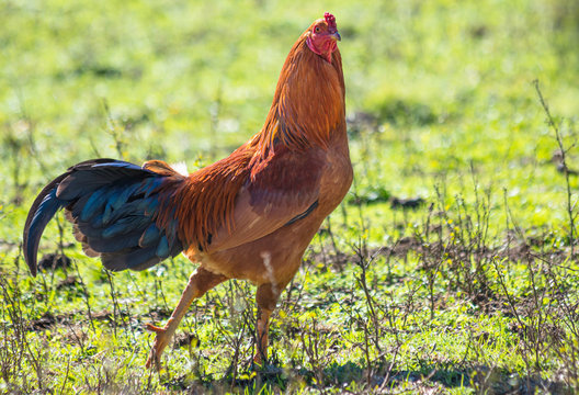 Close up de galo no campo