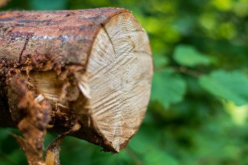 Close up of a sawed branch. Forestry work in the Enns valley near the village Großraming in Upper Austria 