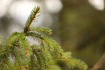 grüner Tannenzweig im Herbst mit Waldbokeh
