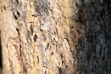Old Wood Tree Texture Background Pattern