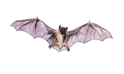 watercolor drawing of an animal - a bat is flying