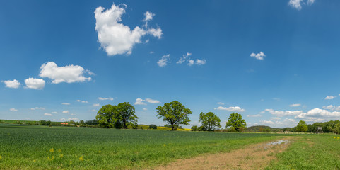 Fototapeta na wymiar panorama couple big oak trees and high seat between fields, whit