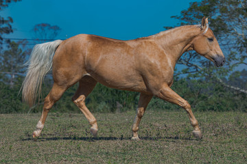 Fototapeta premium Potro Quarto de Milha