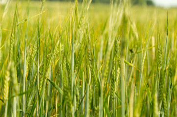 green wheat field