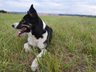 border collie dog