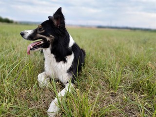 border collie dog