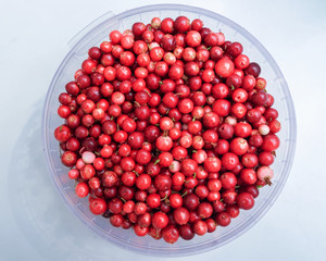 Ripe fresh lingonberry in a plastic bucket