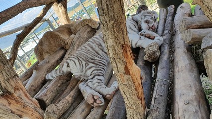 sleeping tiger