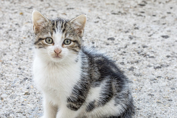 chaton assis sur un sol en béton