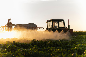 Fototapeta premium Tractor spraying vegetable field in sunset.