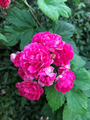 Fototapeta premium Pink flowers blossom in a bush - unfolded rose buds close-up. Summer plant bloom. Mobile photo