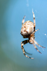 Close-up of a spider on a webSelective focus. Shallow depth of field