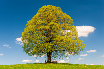 Fototapeta na wymiar single big linden tree in meadow at springtime