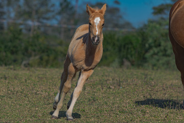 Fototapeta premium Potro Quarto de Milha