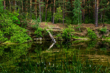 Fallen tree in the swamp