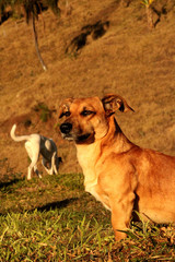 Serenidade