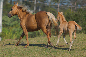 Fototapeta premium Potro Quarto de Milha