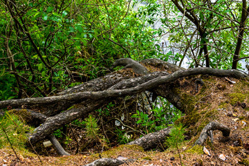 Big roots of a tree in the forest