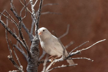 Un canario blanco sobre una rama