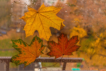 Autumn maple leaves close-up on the wet glass of the window against the background of the sky. Rain outside the window on an autumn day.