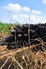 Close up of dead tree trunk stock image